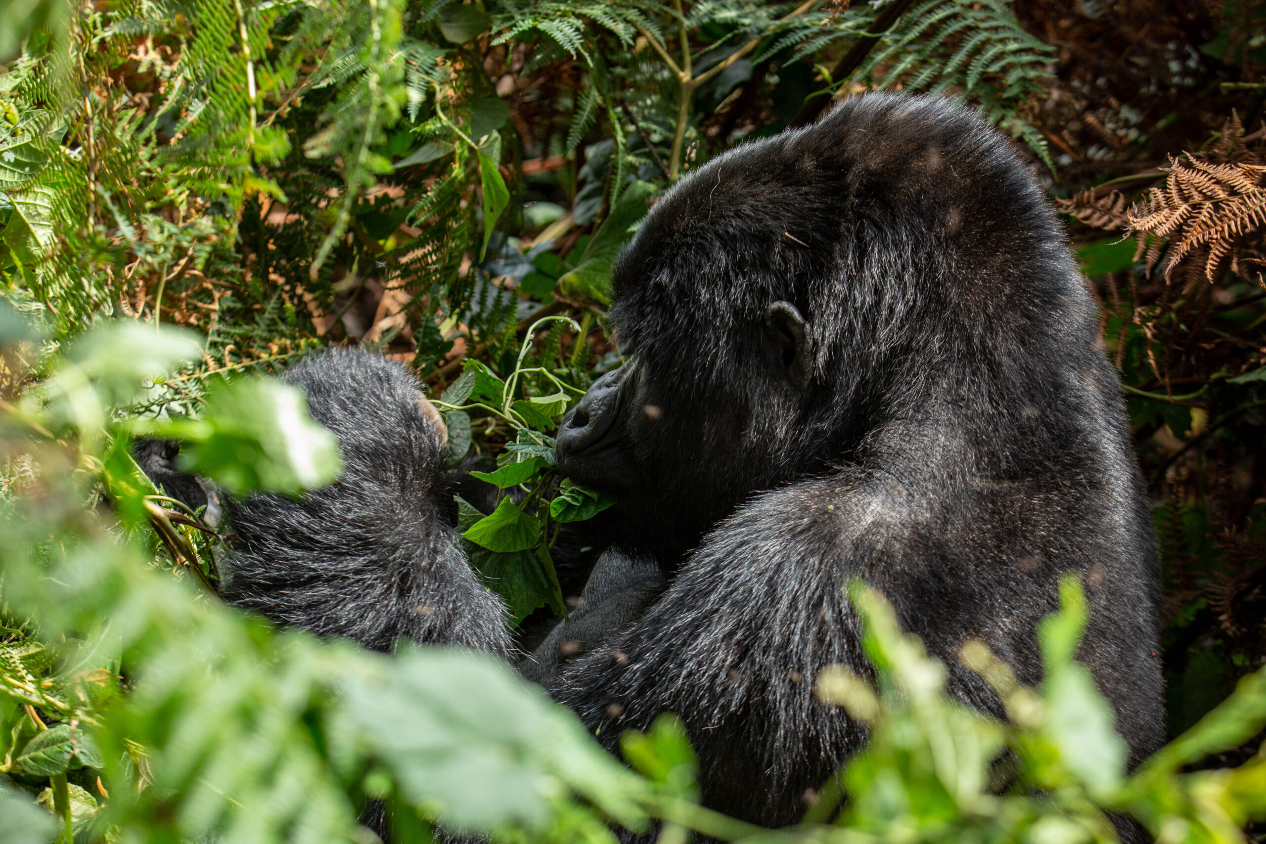 11 Day Gorilla Expedition In Congo Basin And Rwanda - Gorilla Trekking ...