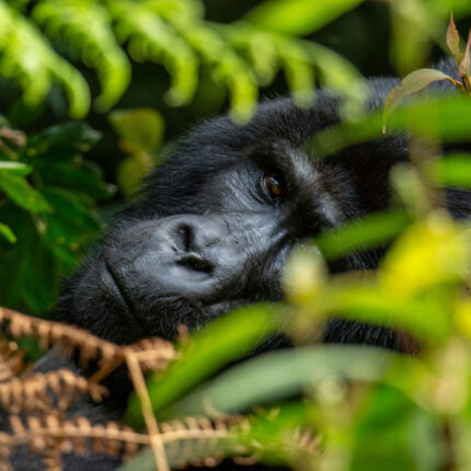 6-Days Uganda Gorilla Safari