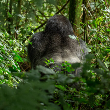 3 Days Rwanda Gorilla Trekking Safari