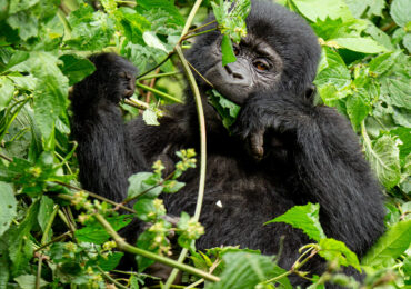 What do Mountain Gorillas eat