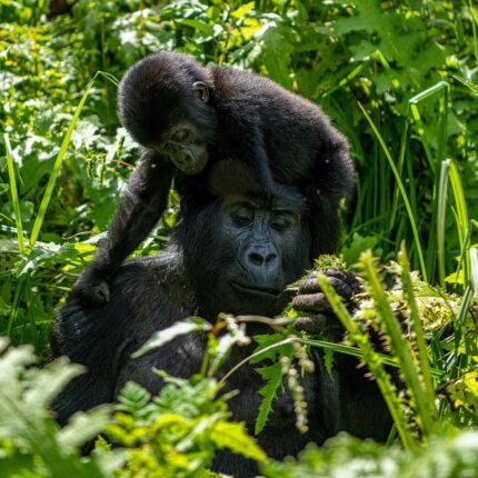 4 Days Uganda Gorillas and Golden Monkeys