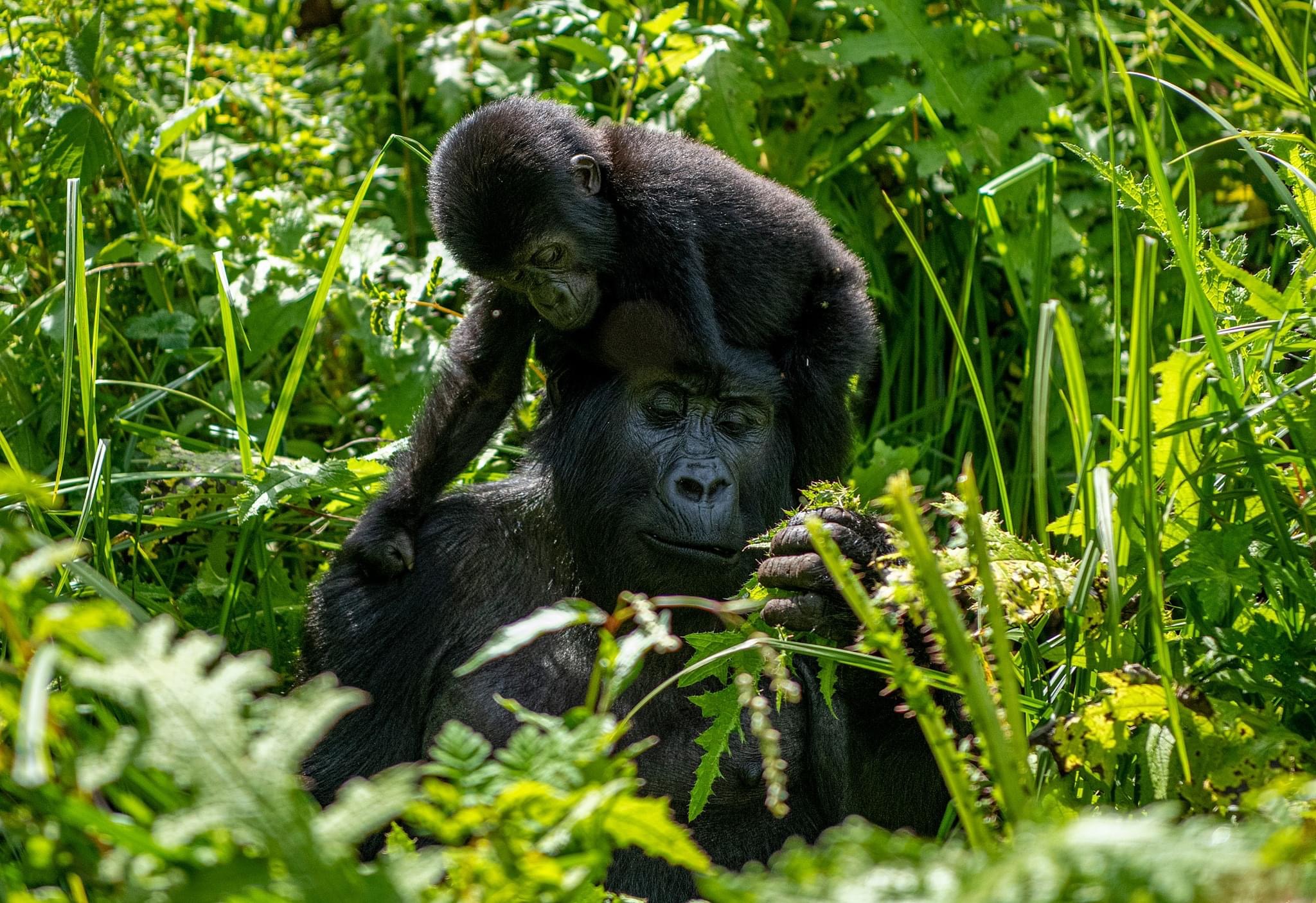 Features of Mountain Gorillas