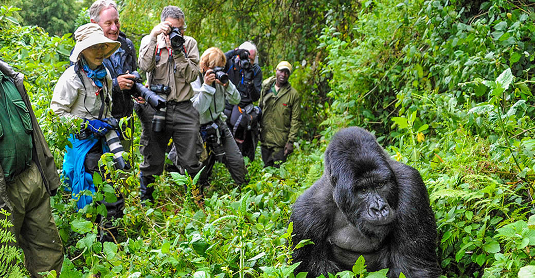 What to expect during gorilla trekking