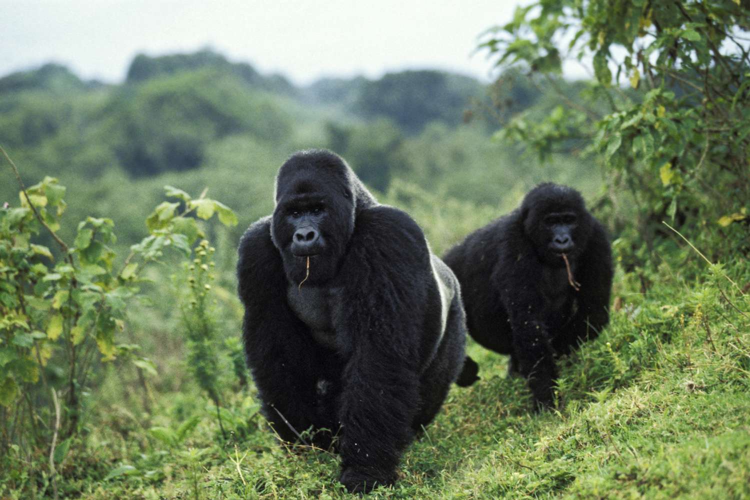 Impactful Encounters: The Life-Changing Gorilla Safaris of Uganda.