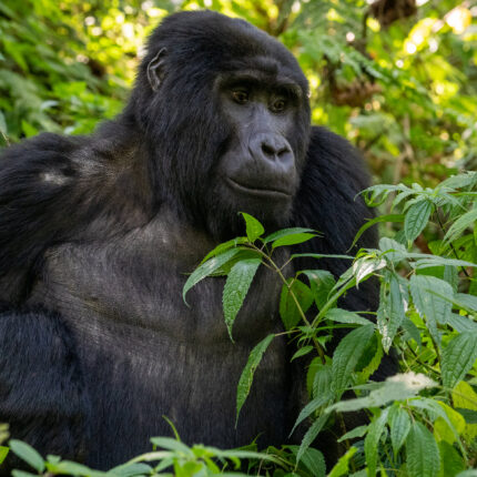 3-Days Extreme Gorilla Trekking adventure