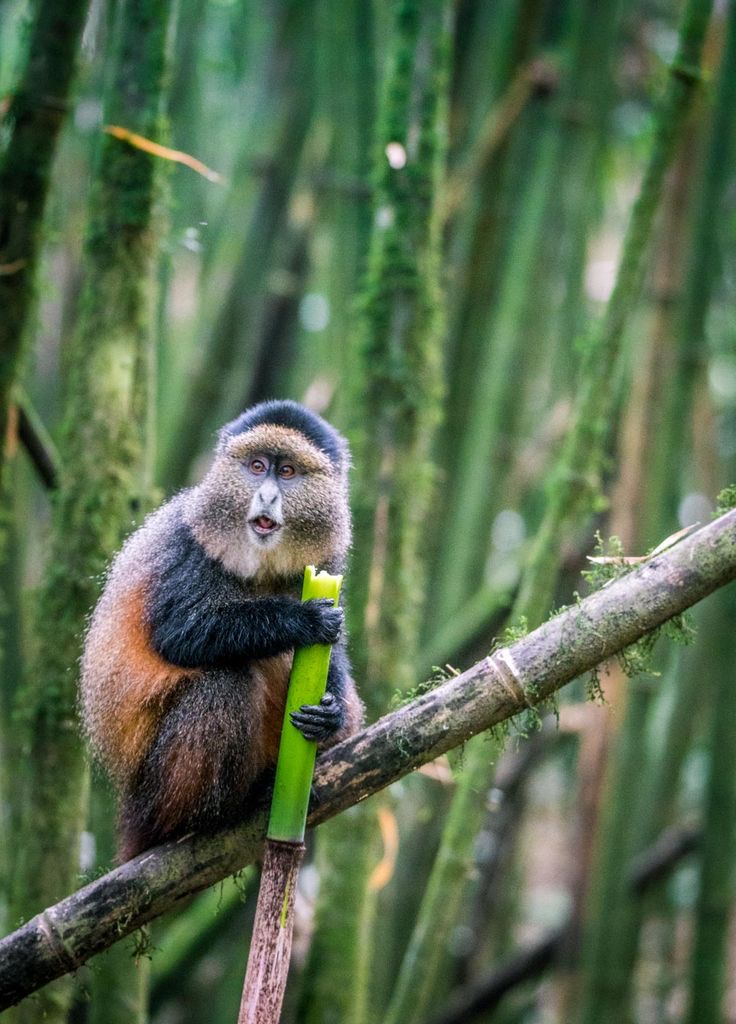 Golden monkey trekking in the forests of Volcanoes National Park in Rwanda.