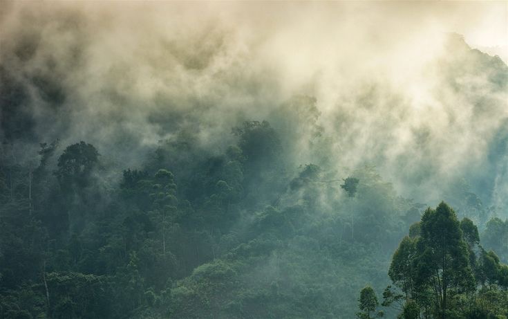 The aerial view of Bwindi Impenetrable Forest National park.