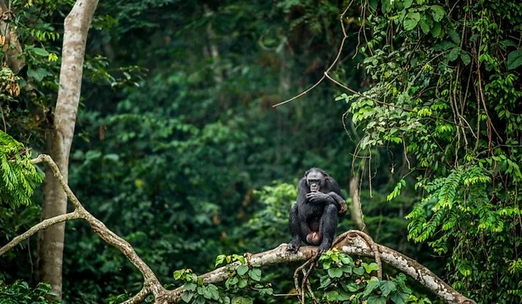 Mountain Gorilla safari trekking experience and memories.