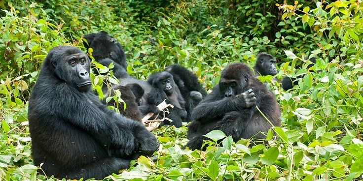 Mountain Gorilla trekking in  Rwanda