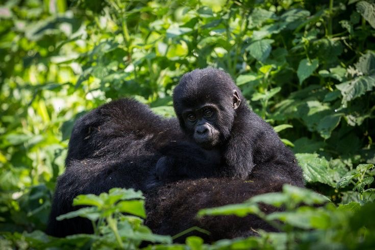 Primate Trekking in Uganda.