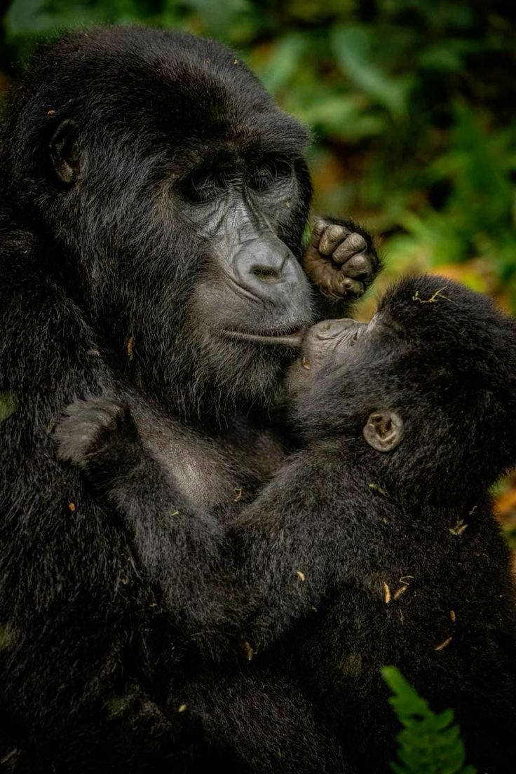 Mountain Gorilla trekking in Volcanoes National Park  in Rwanda.