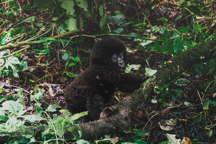 Discovering the Majesty of Gorilla Tours in the D.R.C.