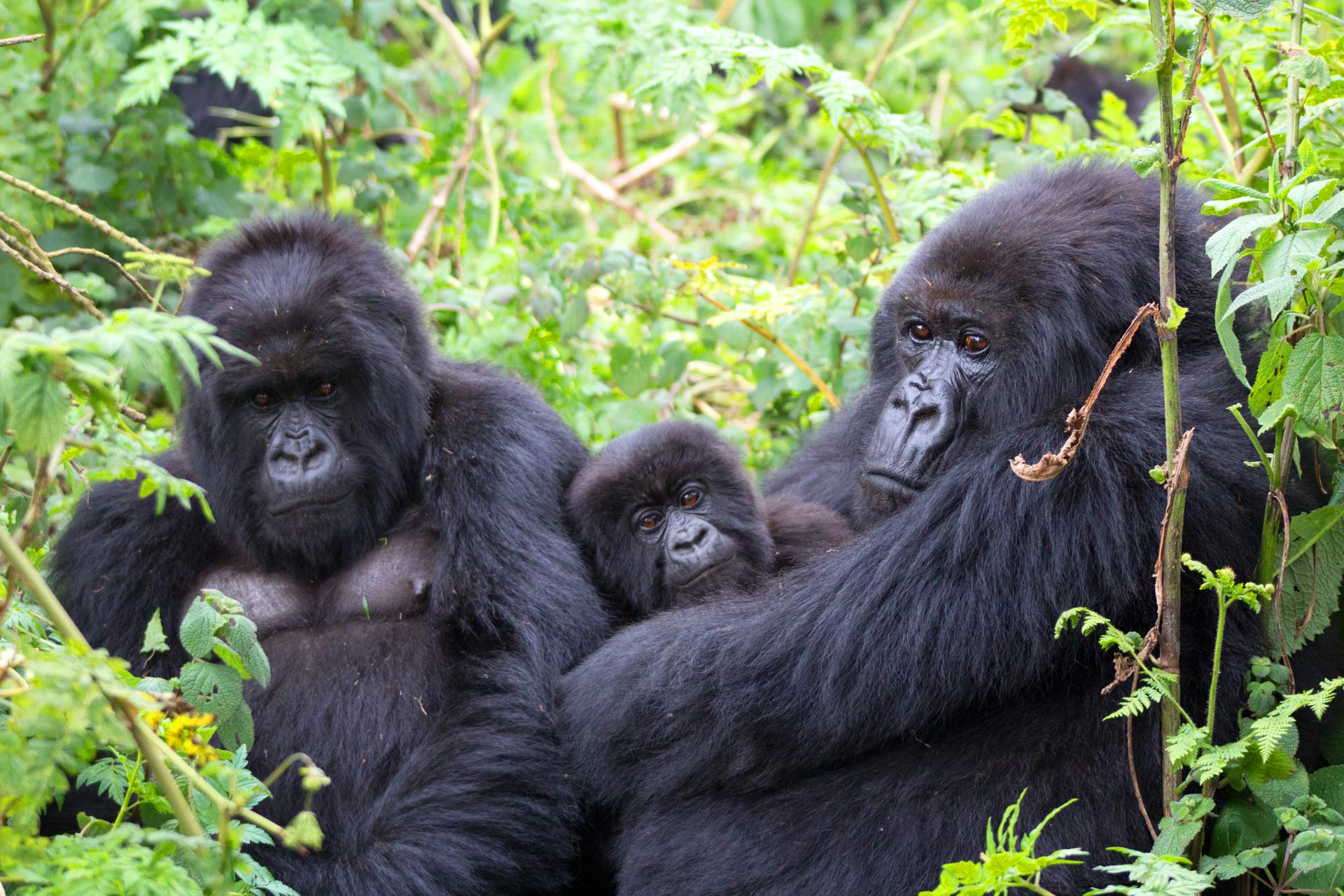 The Questions and Answers About Gorilla Trekking in Uganda.