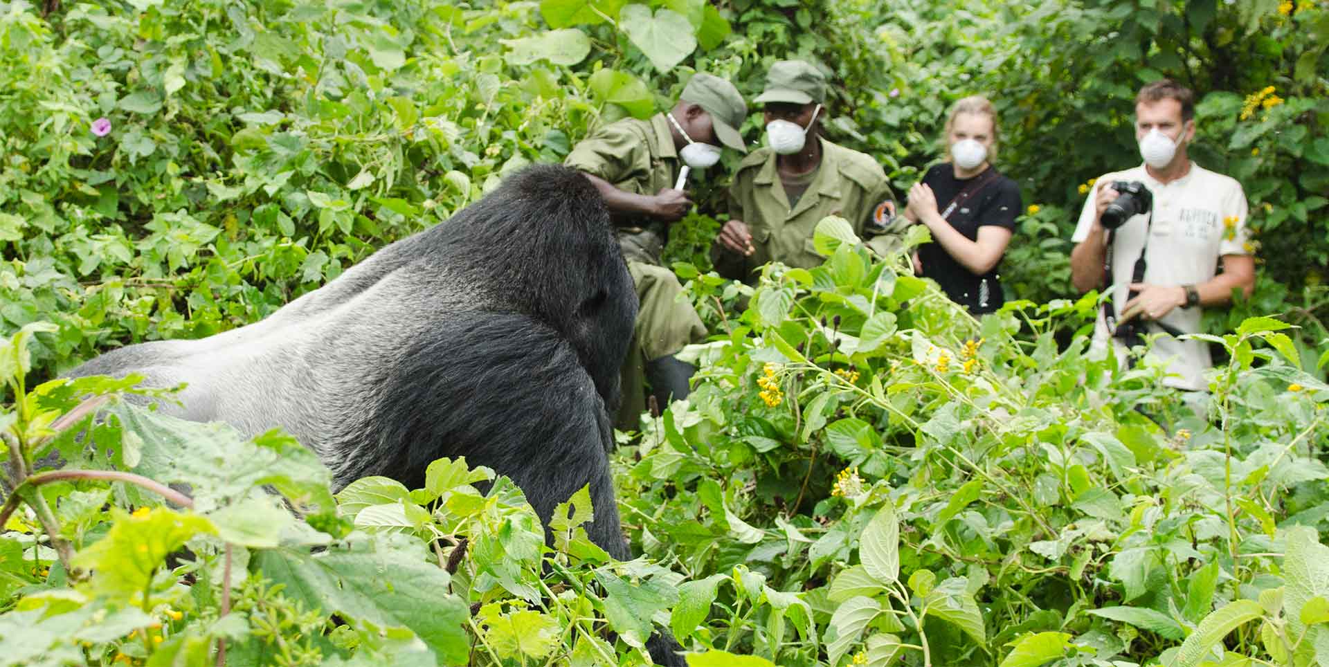 The Best Sector for Gorilla Trekking in Bwindi.