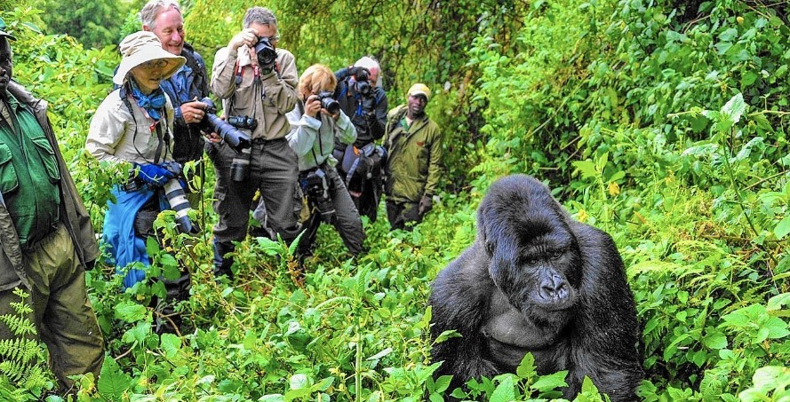 Embark on an Unforgettable Gorilla Trekking Expedition in Uganda