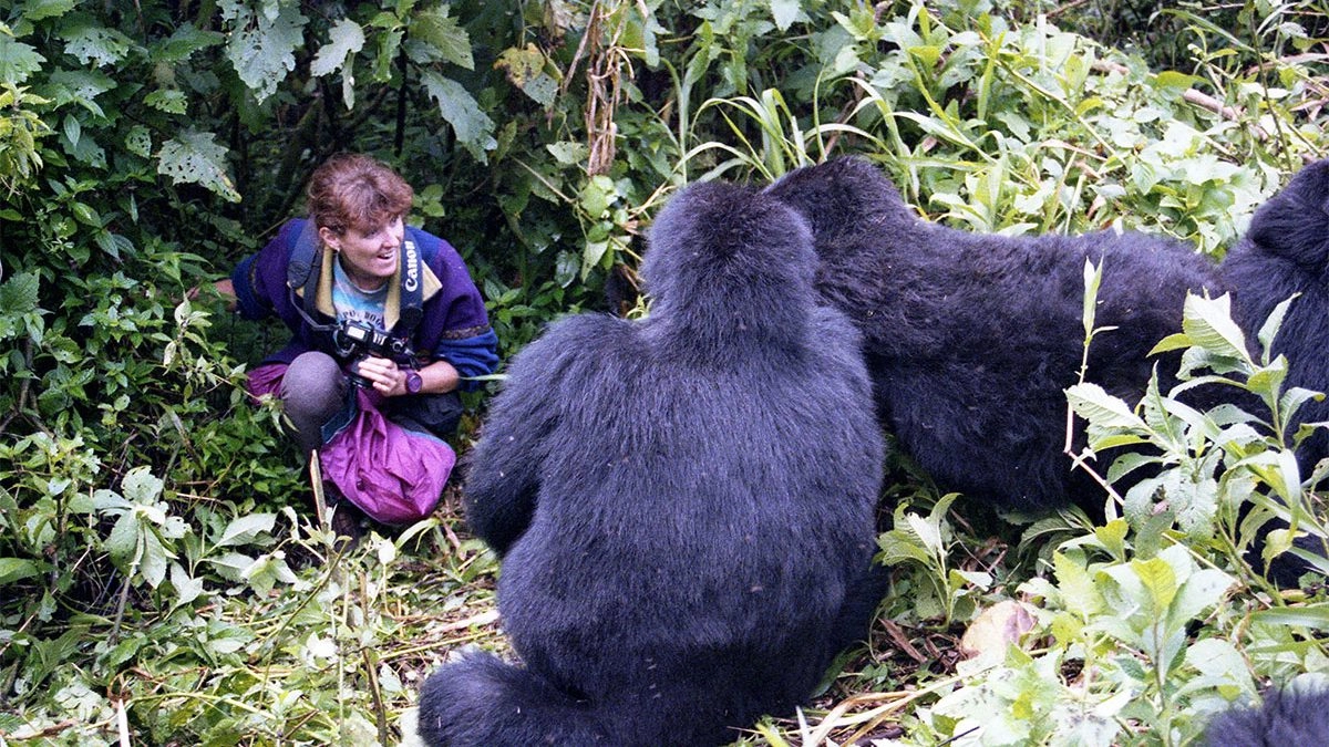 A Holiday Adventure: Discovering Uganda's Mountain Gorillas