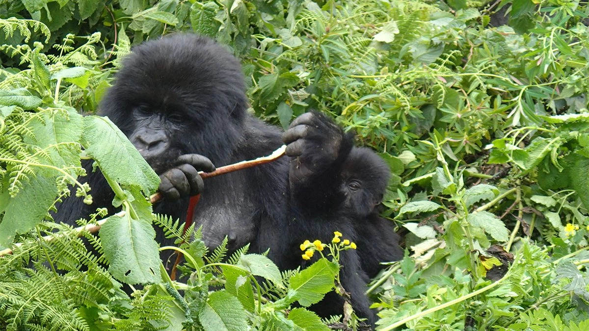 Gorilla Safaris: Exploring Uganda, Rwanda, and Congo