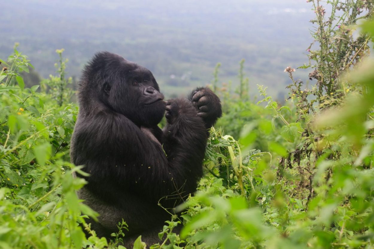 Exploring the Untamed: A Comprehensive Guide to Gorilla Trekking in Congo