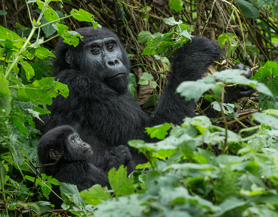 Prestige Gorilla Treks: Uganda's Luxurious Safari Experience