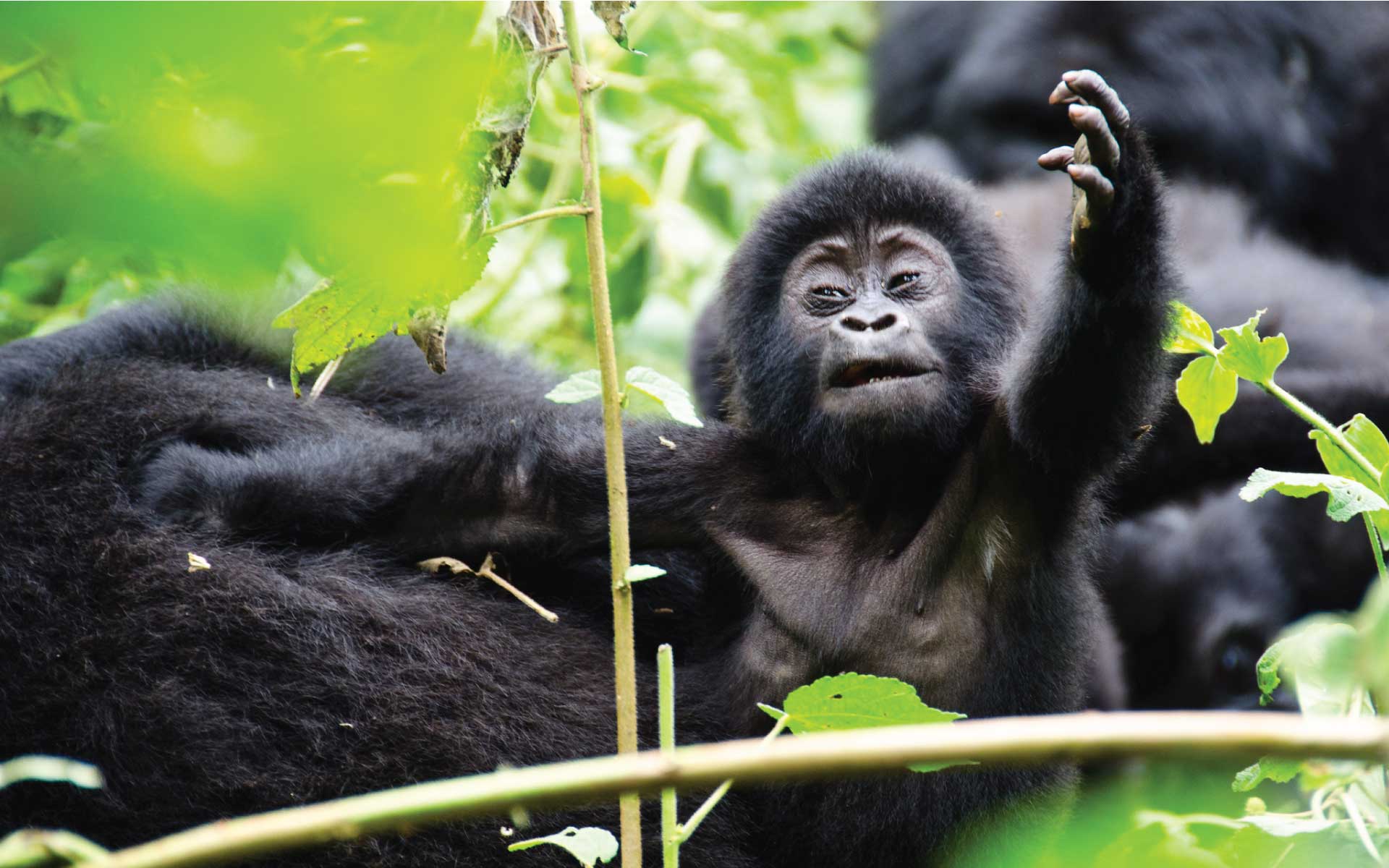 Exploring Rwanda's Gorilla Families for Trekking.