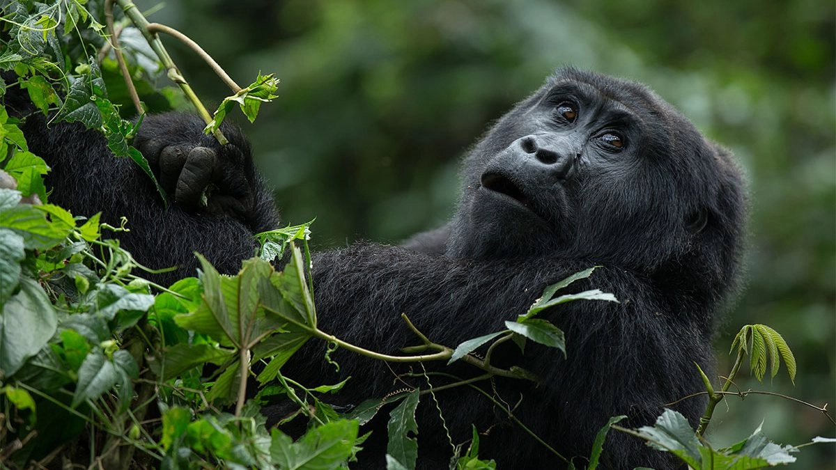 Exploring Rwanda's Gorilla Families for Trekking.