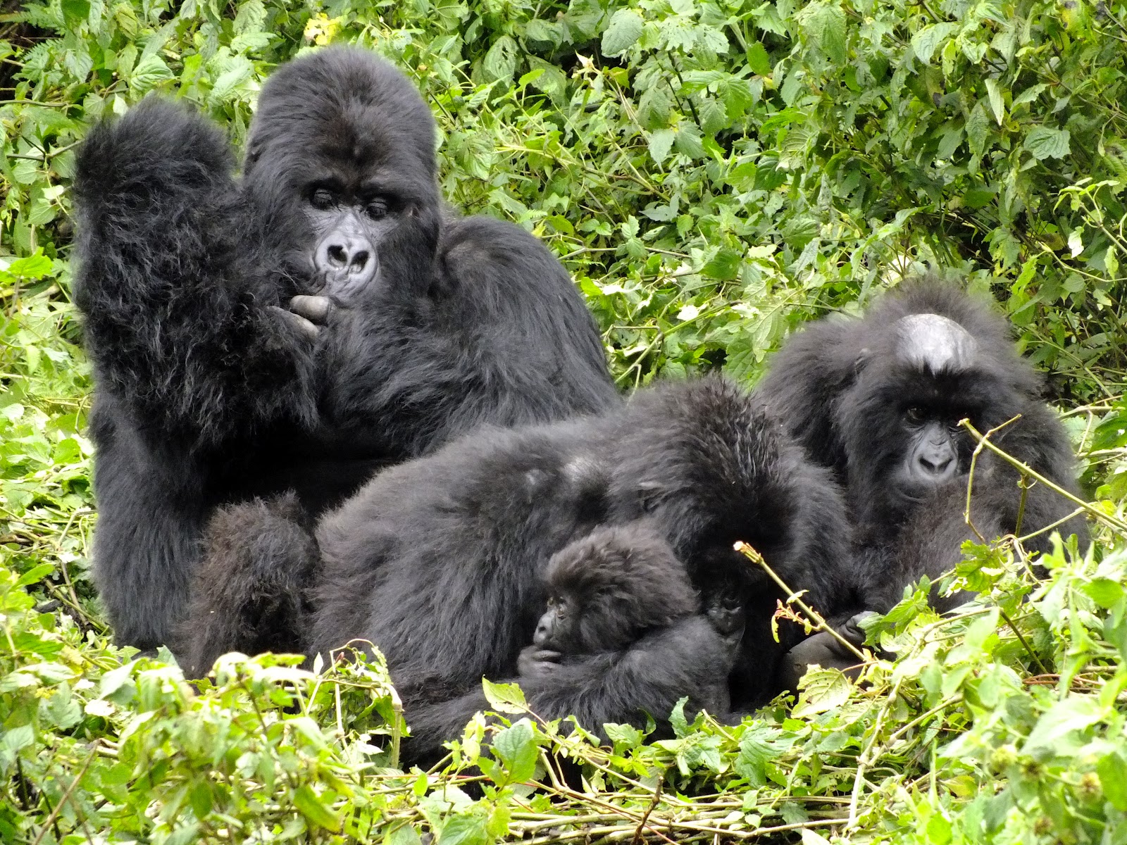 Exploring Rwanda's Gorilla Families for Trekking.