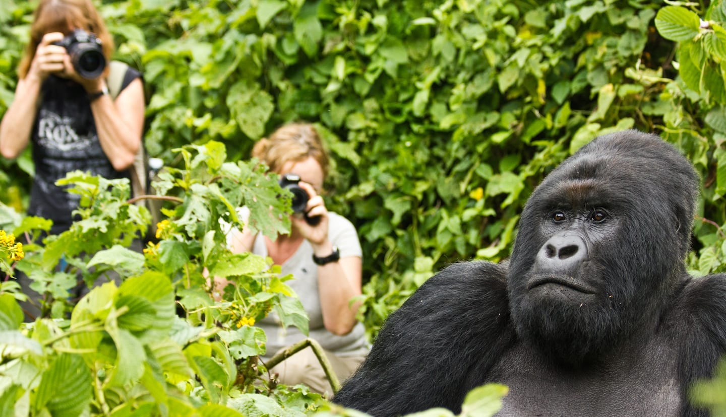 Gorilla Trekking in Uganda 2025: Expedition into the Wild.